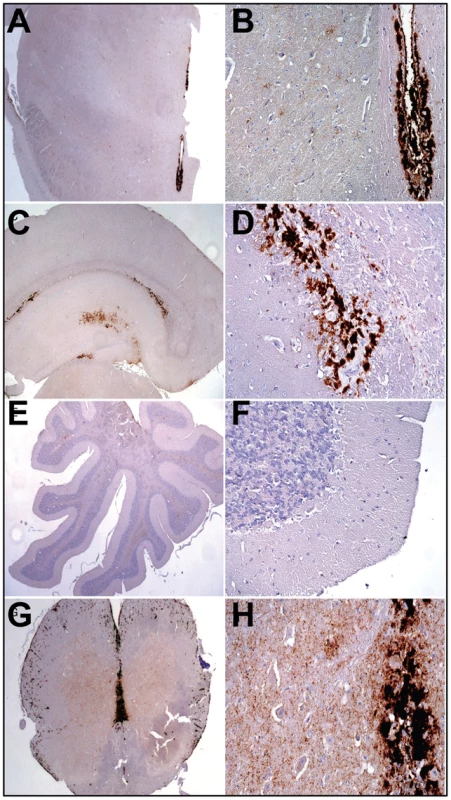 Analysis of PrP deposition in LOTSS-inoculated animals from the 2d passage.