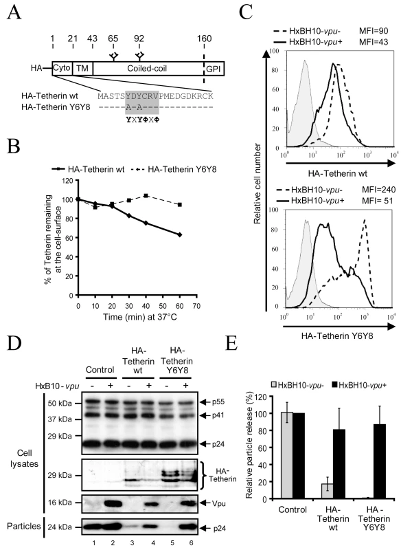 Mutation of Tetherin dual Tyrosine-based sorting motif does not affect sensitivity to Vpu.