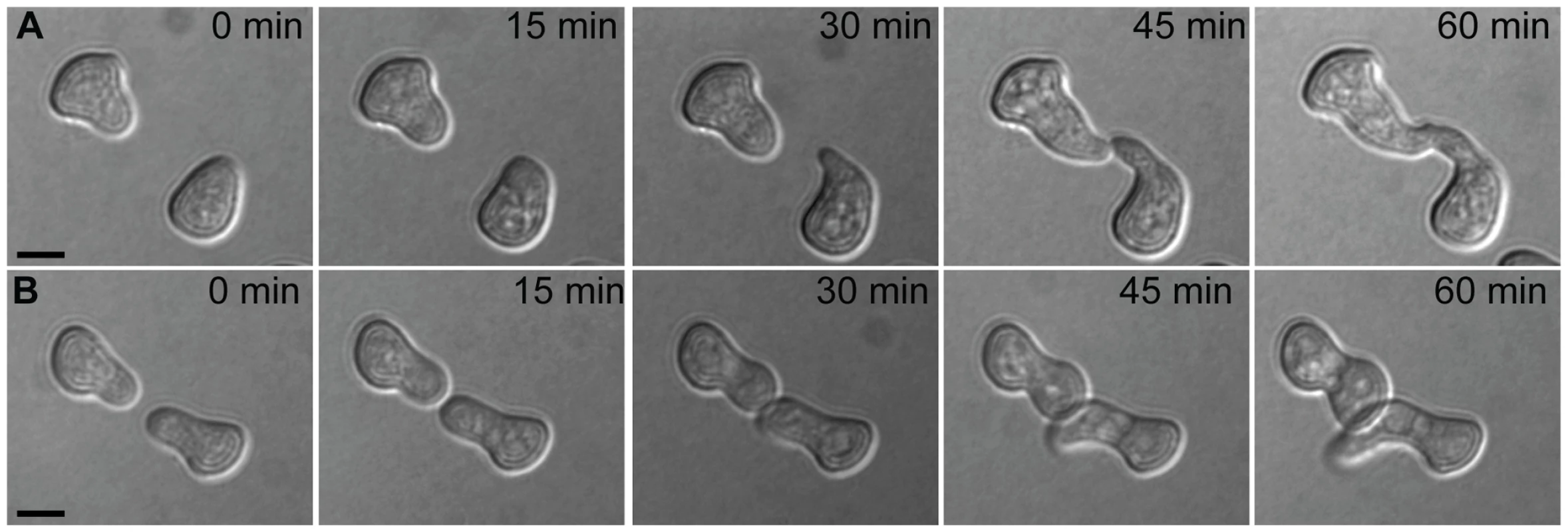 Chemotropic interactions and cell fusion between genetically identical conidial germlings.