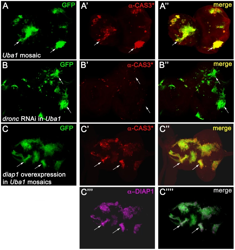 Apoptosis in <i>Uba1</i> mutant clones is dependent on DRONC and cannot be inhibited by expression of DIAP1.
