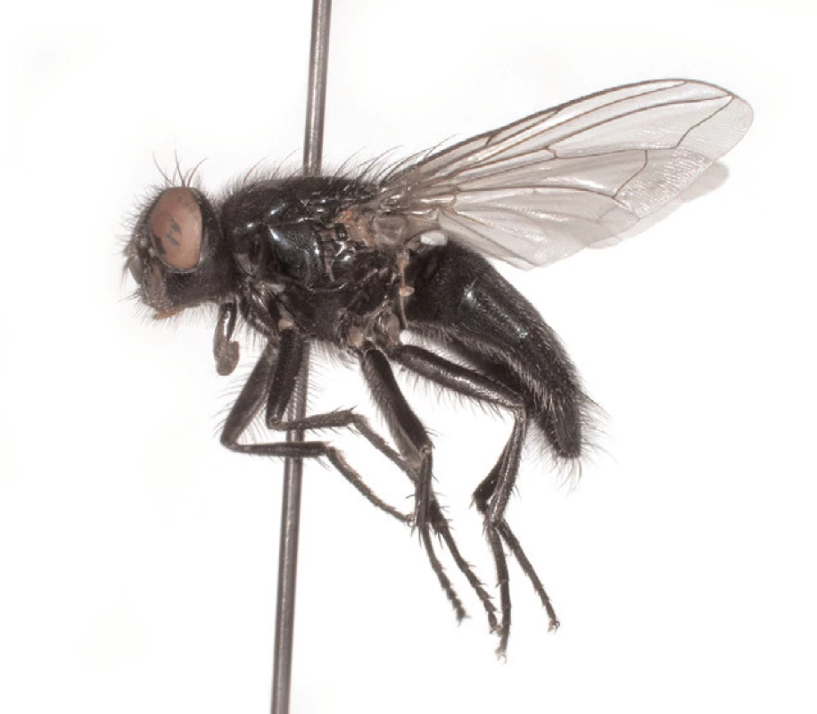 Bzučivka <i>Protophormia terraenovae</i> (Robineau-Desvoidy, 1830) (Foto KÚ Praha)