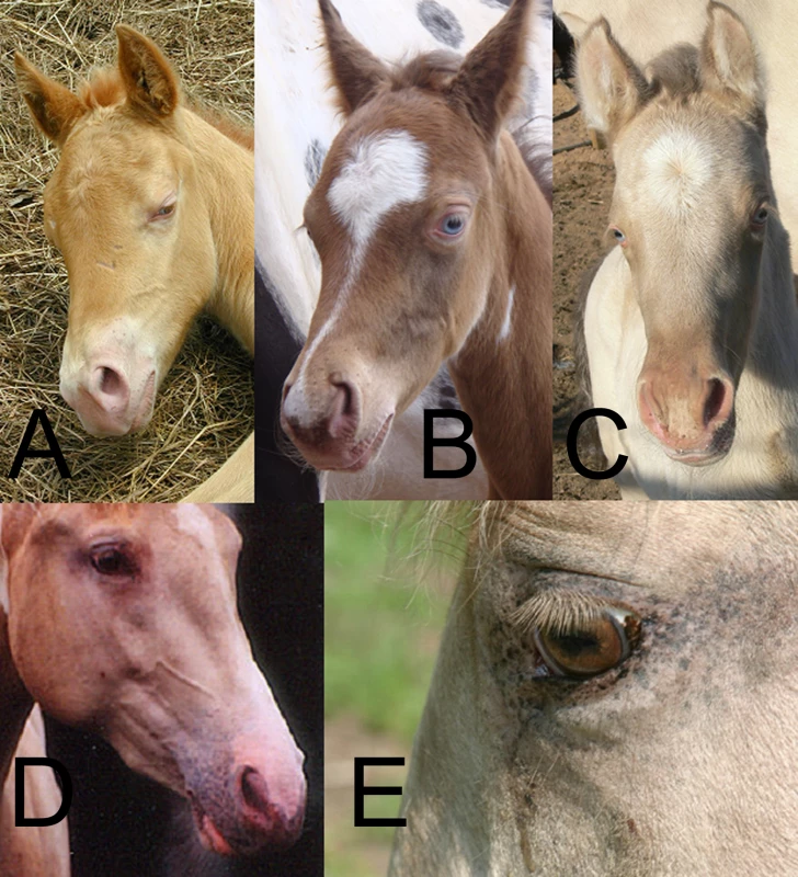 Champagne Eye and Skin traits.