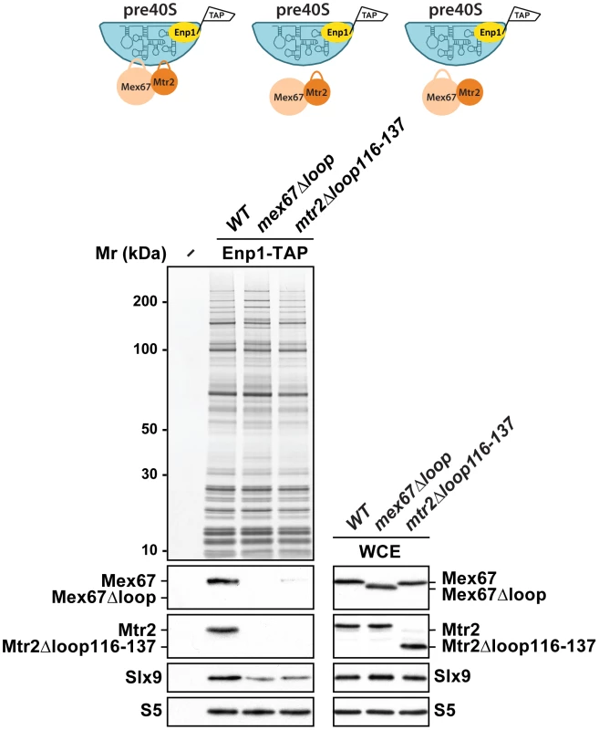 Mex67-Mtr2 bind pre40S subunits <i>via</i> loops emanating from their NTF2-like domains.