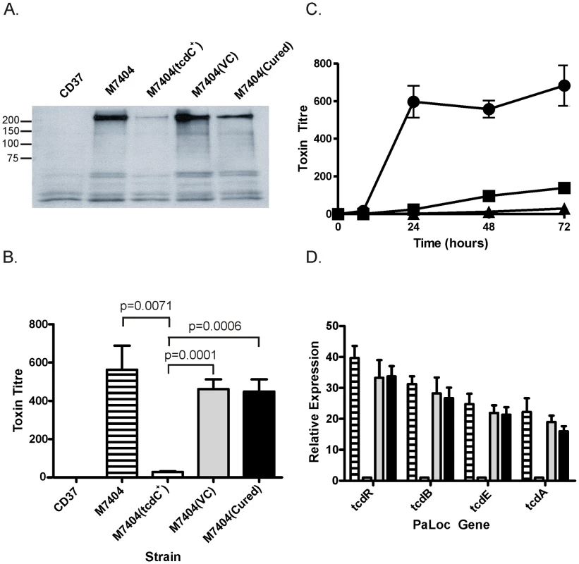 Analysis of the effect of TcdC complementation on toxin production and PaLoc gene expression by <i>C. difficile</i>.