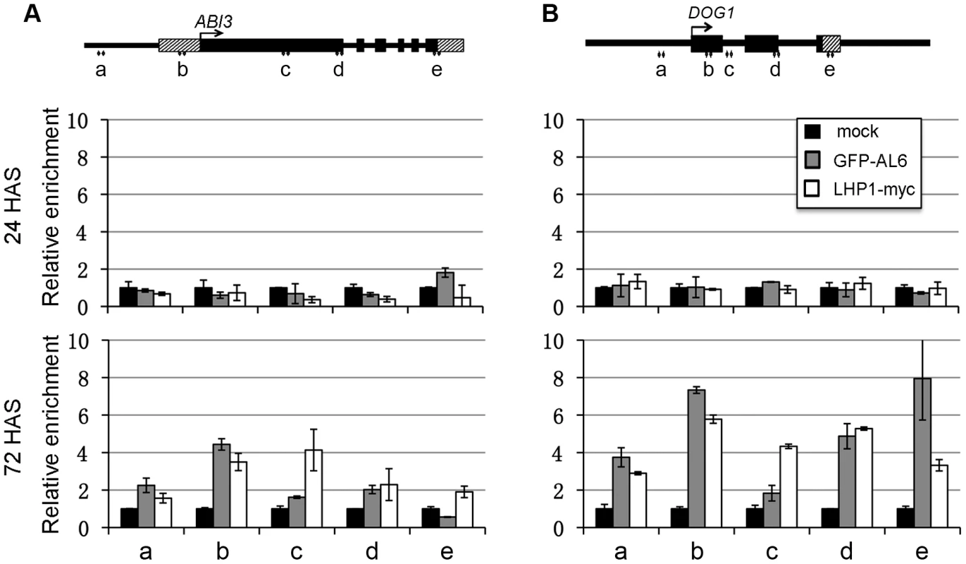 LHP1 and AL6 binding at <i>ABI3</i> and <i>DOG1</i> chromatin.