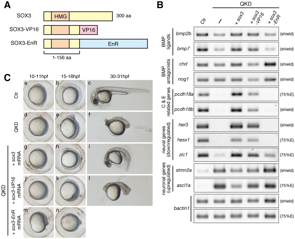 Regulatory actions of the B1 SOX proteins.