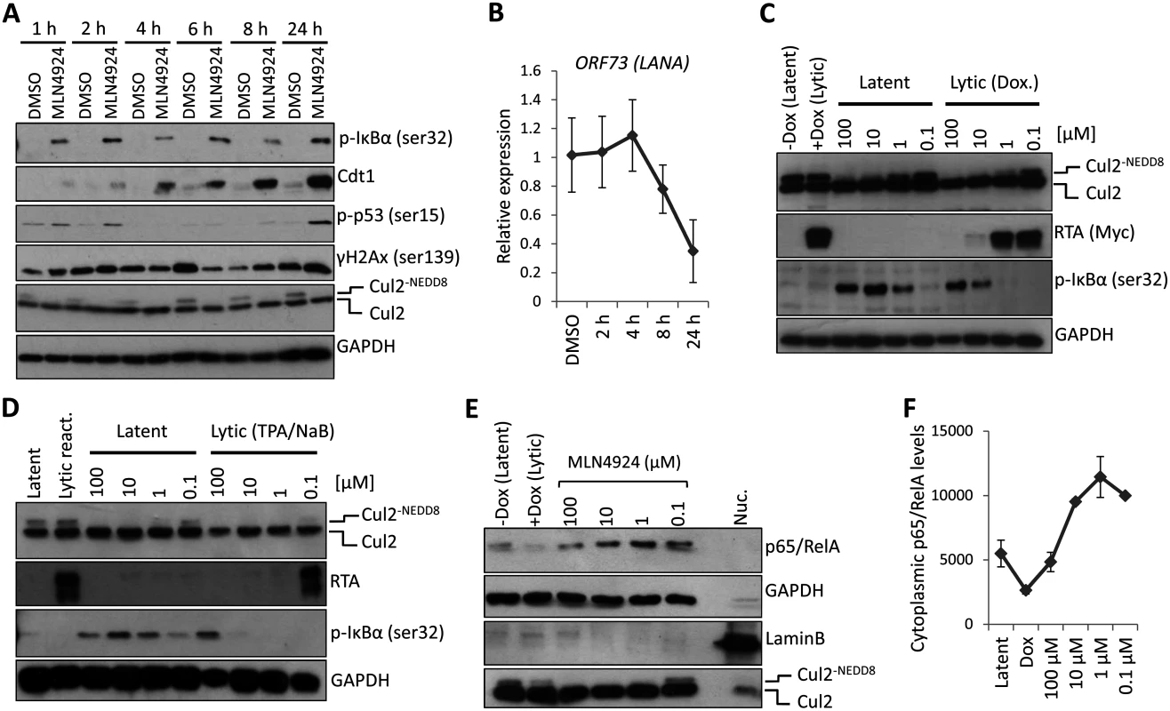 PEL cytotoxicity is due to NF-κB inhibition.