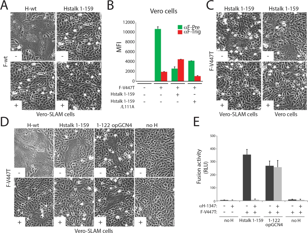 Inhibition of headless H/F-mediated membrane fusion by mAb αH-1347.