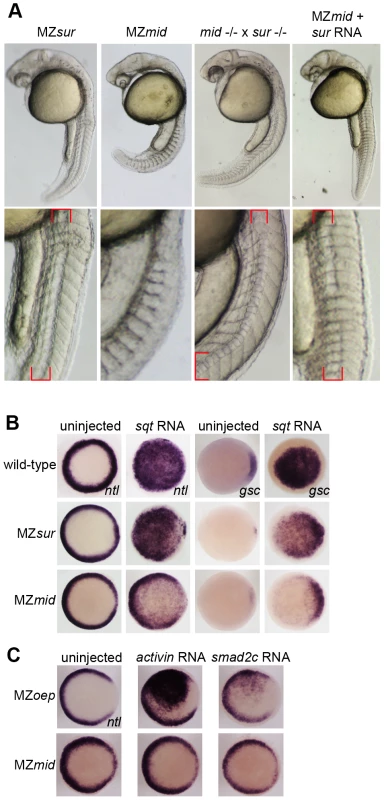 <i>sur</i> retains more Nodal transduction capability than <i>mid</i>.