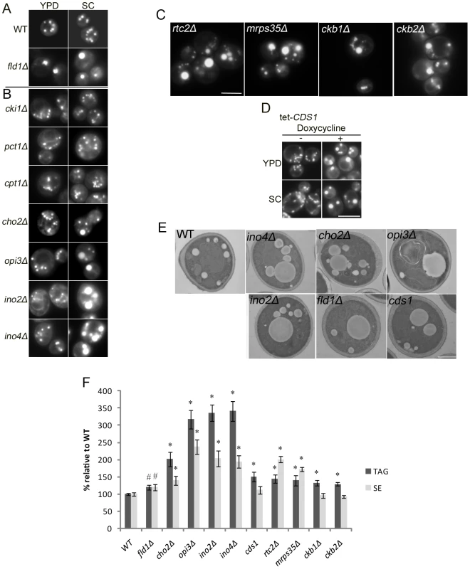 Yeast <i>fld1Δ</i> and nine additional mutant strains produce “supersized” LDs (SLDs).