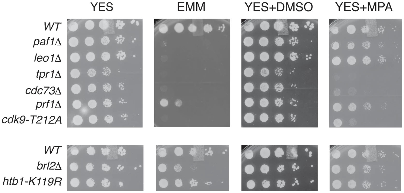 PAF mutant phenotypes resemble <i>cdk9</i> loss-of-function.