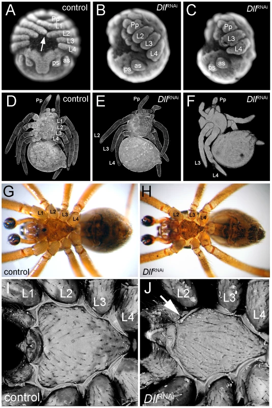 Phenotype of <i>At-Dll</i> RNAi animals.
