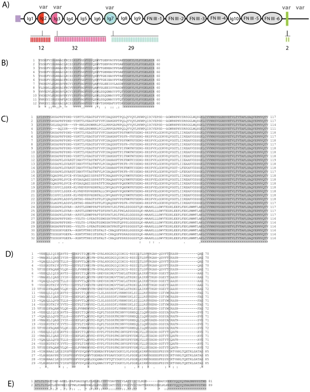 High diversity regions of Dscam in freshwater crayfish.