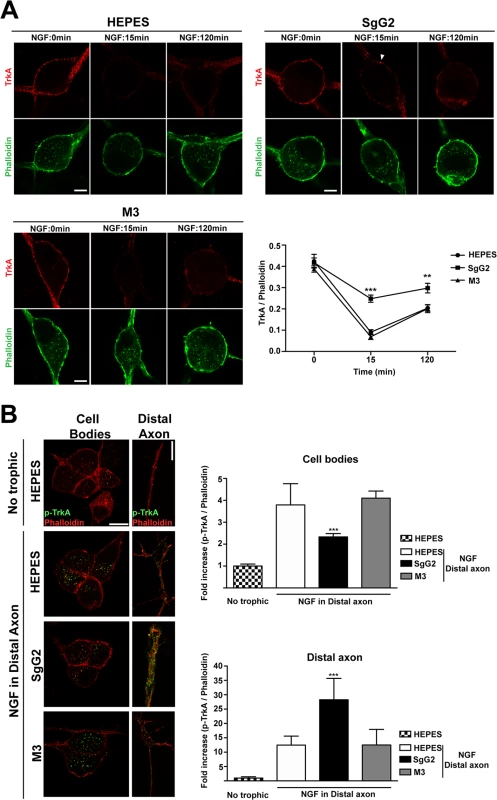 SgG2 reduces NGF induced TrkA internalization and retrograde transport.