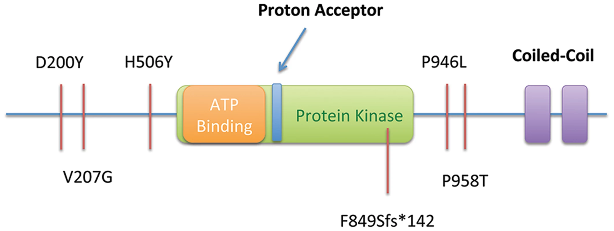 Summary of SNVs observed in the Maritime sub-pedigree (Proband, Mother, Maternal Aunts) and in 115 probands from an additional screened cohort, including a frameshift-truncating mutation Portuguese pedigree (F849Sfs*142).