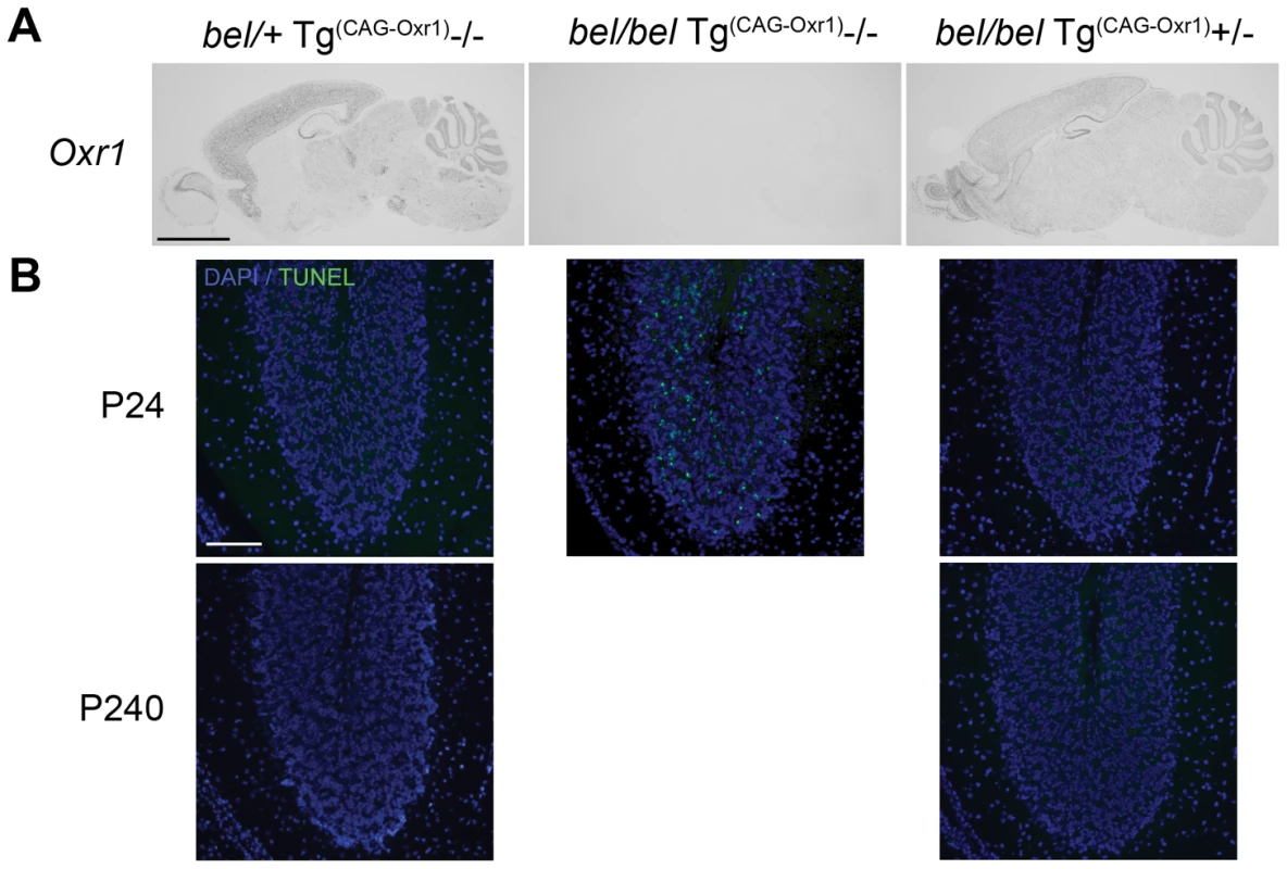Genetic rescue of the <i>bel</i> phenotype with an Oxr1 transgene.