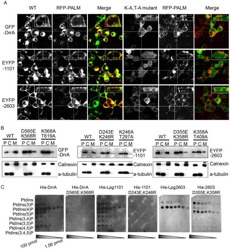 A functional LEPR region is important for localization of effectors to the host PM.