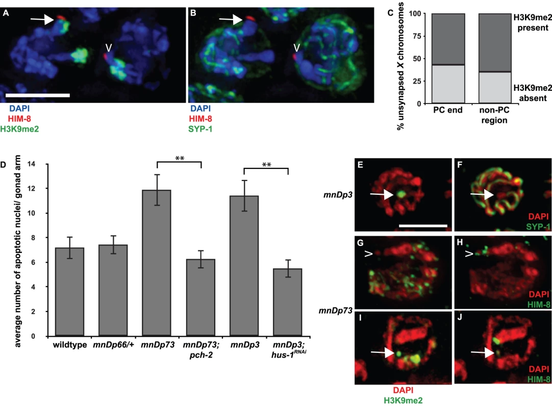 A chromosomal duplication with Pairing Center activity often does not undergo heterochromatin assembly.