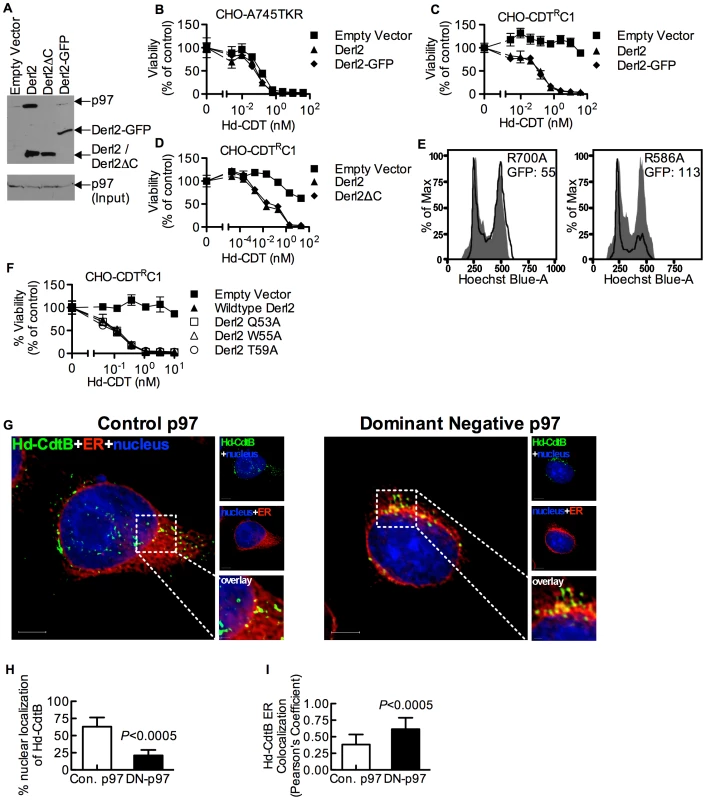 The interaction of Derl2 and p97 is not required for CDT intoxication.