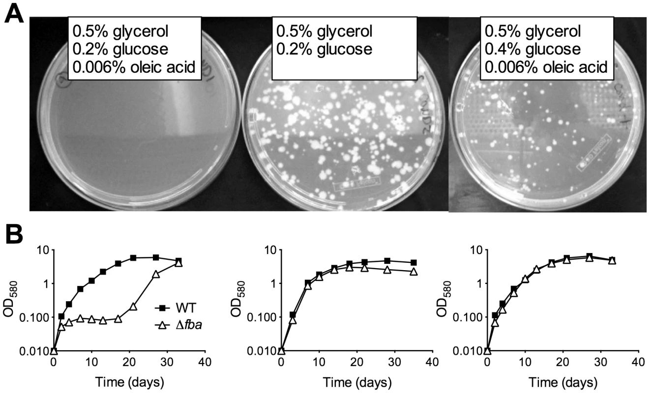 FBA essentiality is carbon source dependent.