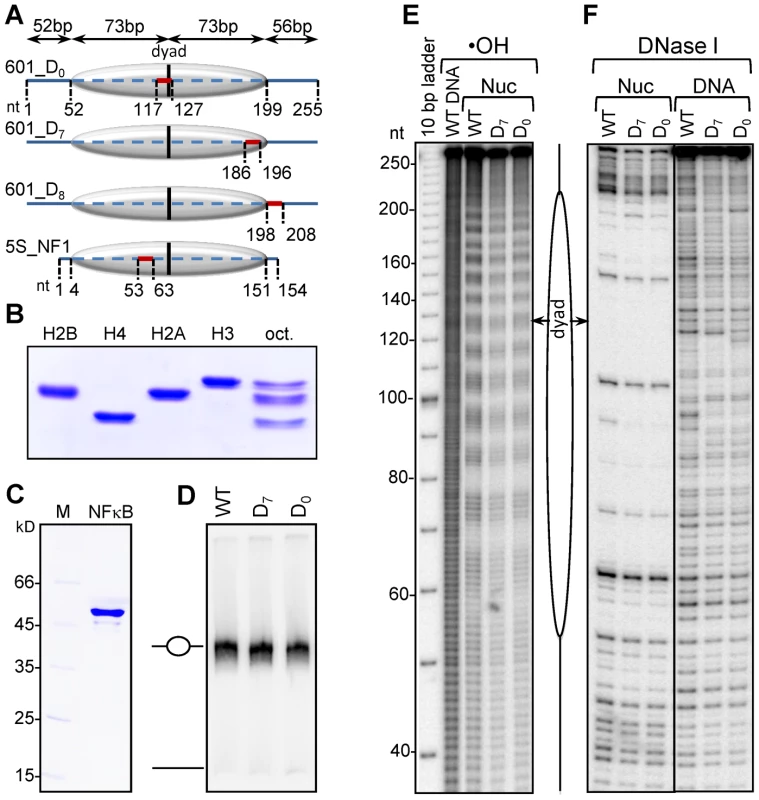 Characterization of the reconstituted nucleosomes.