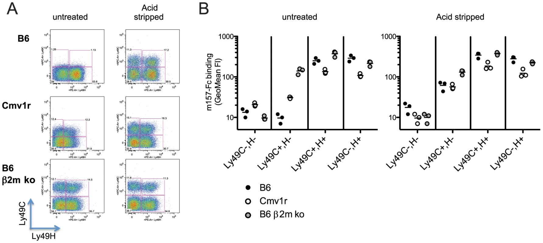 Binding of m157<sup>G1F</sup> to NK cells isolated from various mouse strains.