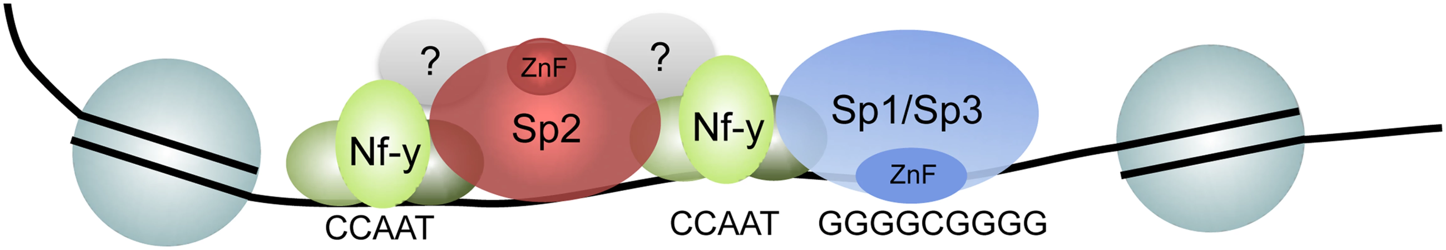 Model depicting the recruitment of Sp1/Sp3 and Sp2 to their target promoters <i>in vivo</i>.