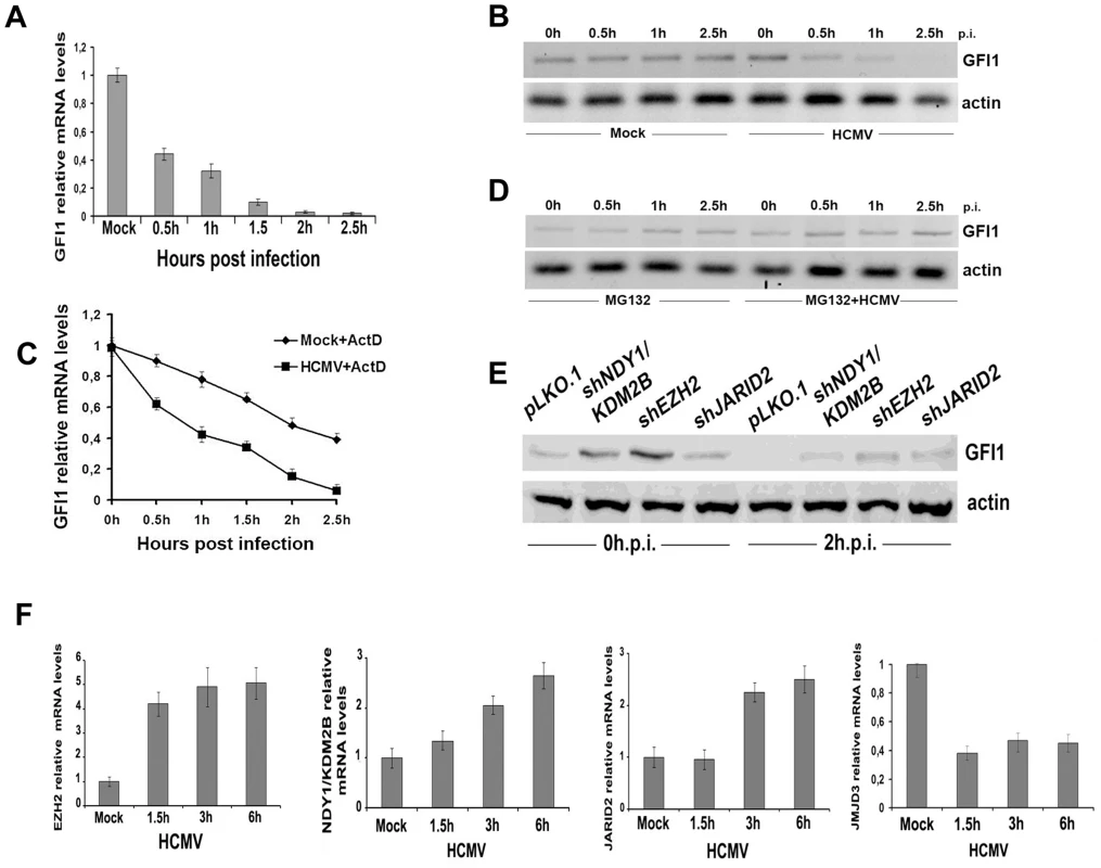 GFI1 mRNA and protein are degraded rapidly during HCMV infection and their degradation is followed by upregulation of EZH2, JARID2 and NDY1/KDM2B and downregulation of JMJD3.