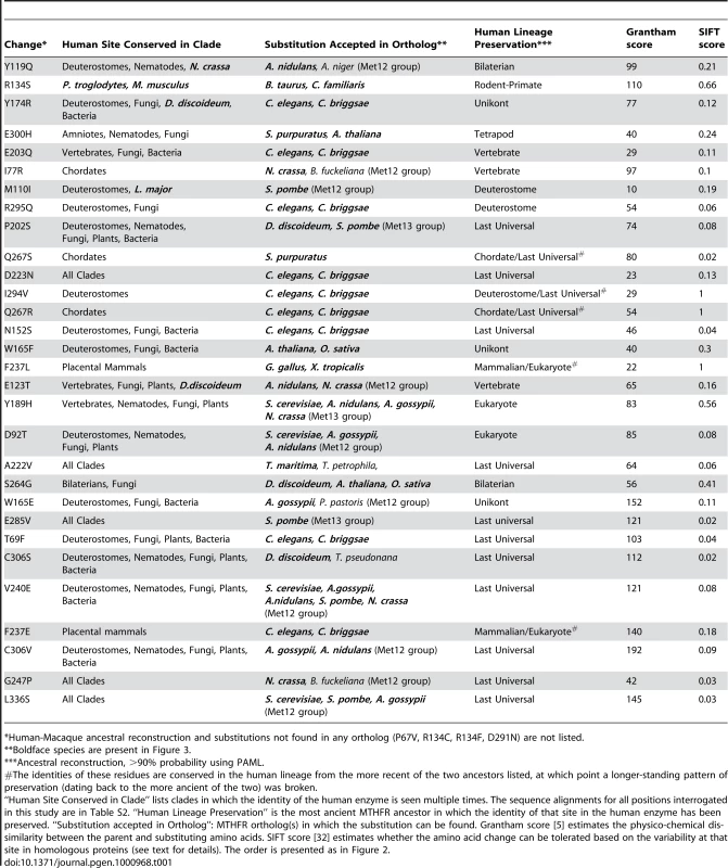 Amino acid substitutions from human MTHFR orthologs tested for functional impact.