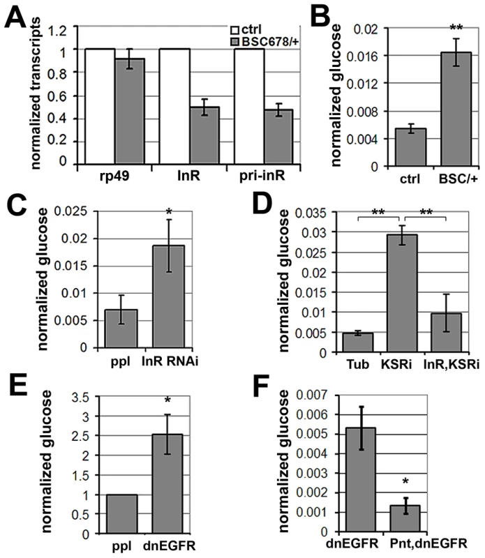 MAPK/ERK regulates <i>inr</i> expression to control circulating glucose levels.