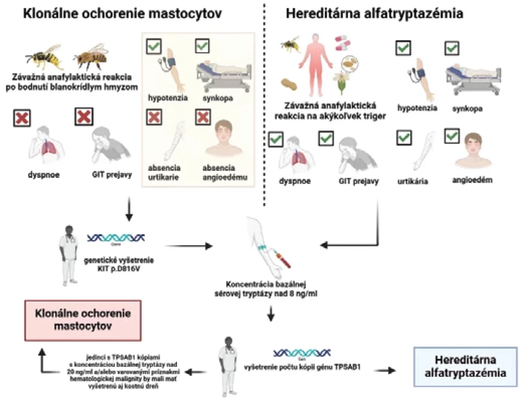 Navrhovaný diagnostický algoritmus pre klonálne ochorenie mastocytov a HαT pri alergii na jed blanokrídleho hmyzu (prevzaté a upravené podľa Kačar et al., 2023 [1])