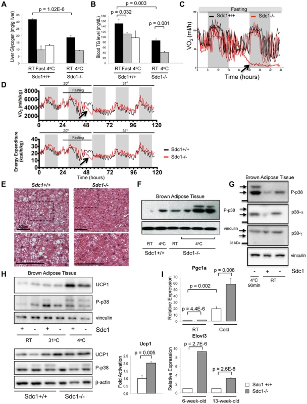 <i>Sdc1−/−</i> mice are chronically cold- stressed.