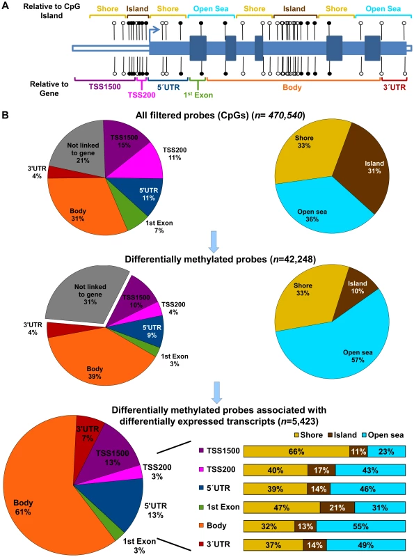 Genomic context of CpG methylation.