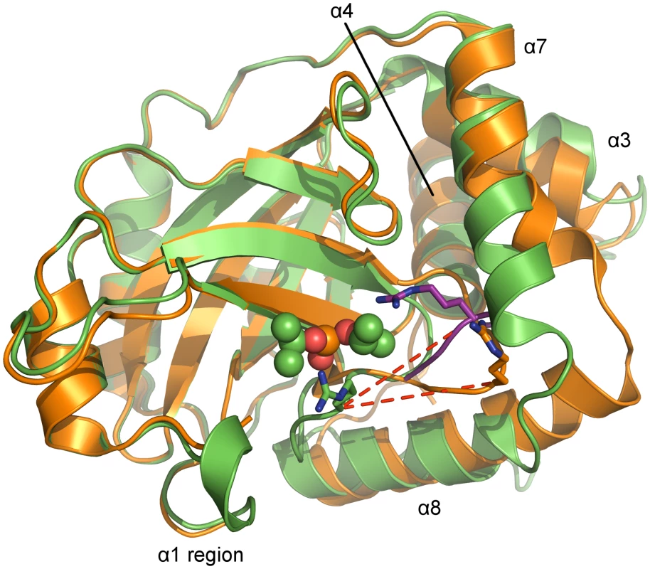 Superposition of monomers of monomeric and dimeric PrV assemblin.