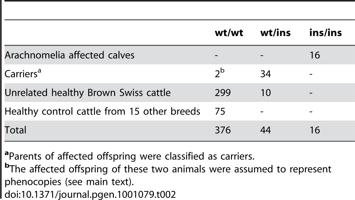 Association of the 1 bp insertion with the arachnomelia phenotype.