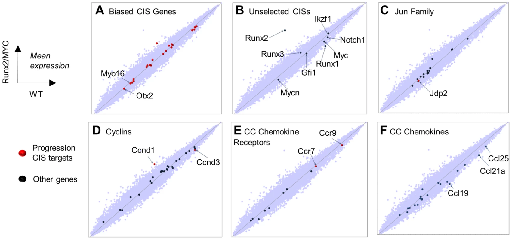 Global gene expression analysis in 10 day old (prelymphoma) <i>MYC/Runx2</i> thymus compared to wild type controls as determined by Affymetrix microarray.