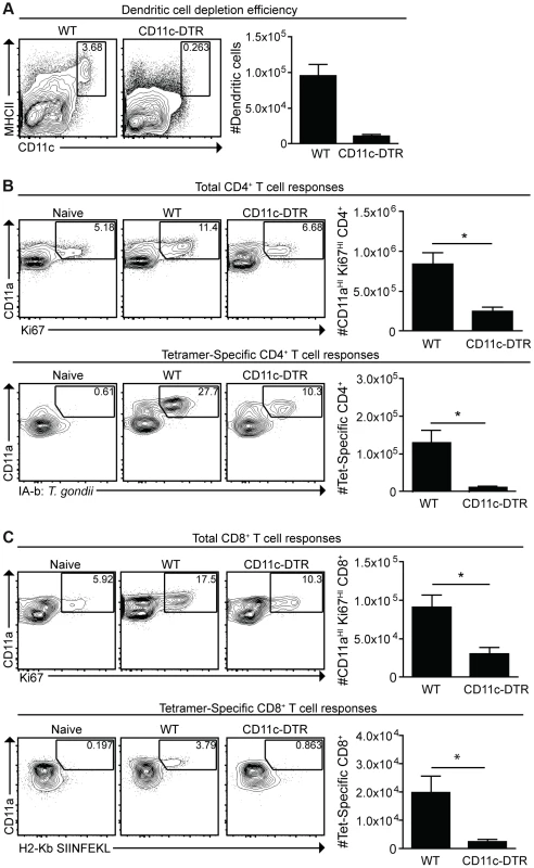 Dendritic cells are required for optimal CD4<sup>+</sup> and CD8<sup>+</sup> T cell responses.