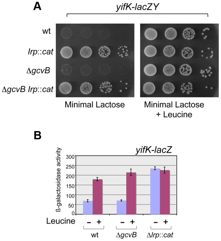 Lrp control of <i>yifK-lacZY</i> expression.