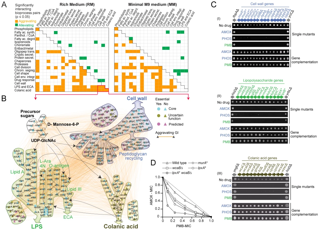Bioprocesses crosstalk critical for envelope integrity.