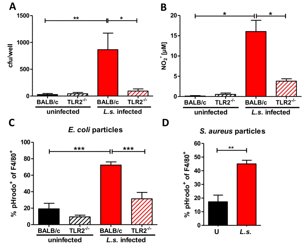 Anti-bacterial effector mechanisms are enhanced by <i>L. sigmodontis</i> infection in a TLR2 dependent manner.