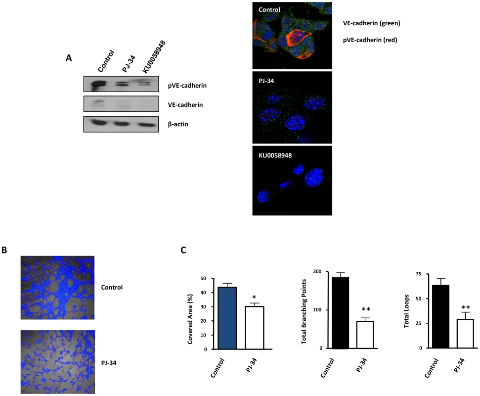Vasculogenic mimicry is reduced by PARP inhibition in cells and in xenogafts of malignant melanoma.