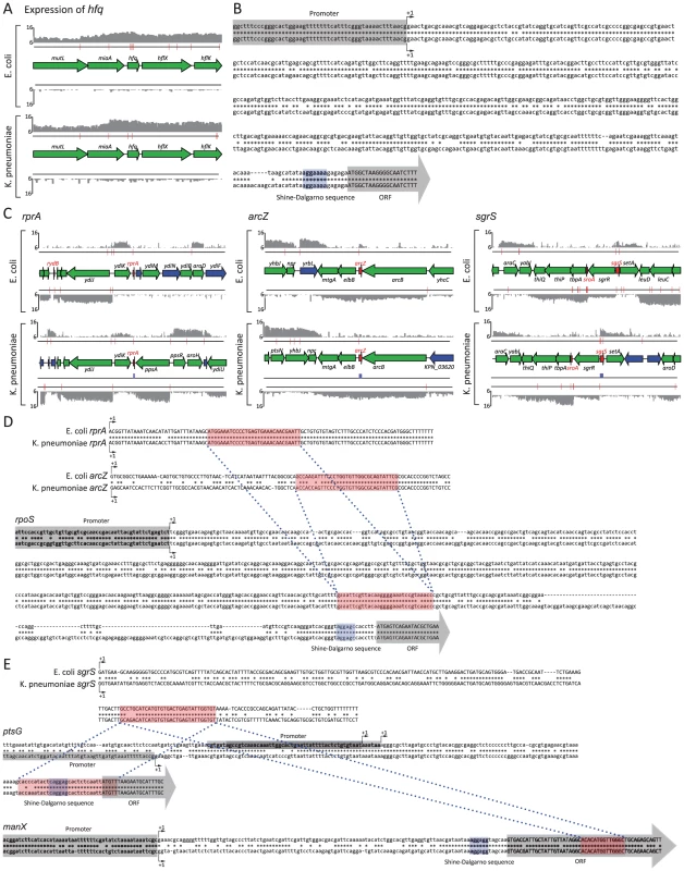 Comparison analysis of orthologous sRNAs.
