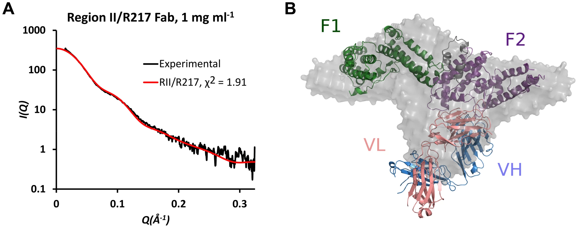 SAXS analysis of RII/R217 Fab.