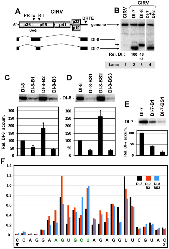 Assessing the role of the PRTE and DRTE in modulating viral RNA replication.