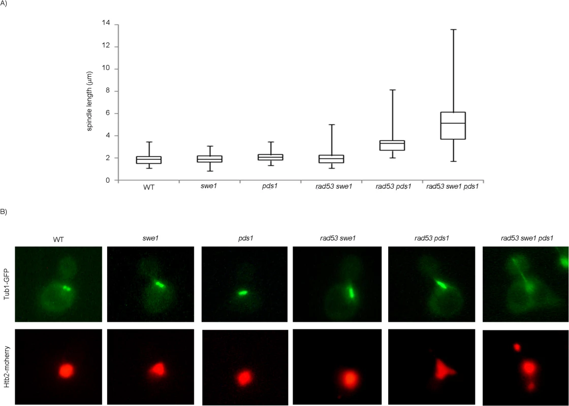 Mutant <i>rad53 swe1 pds1</i> cells elongate spindles in the presence of DNA damage.