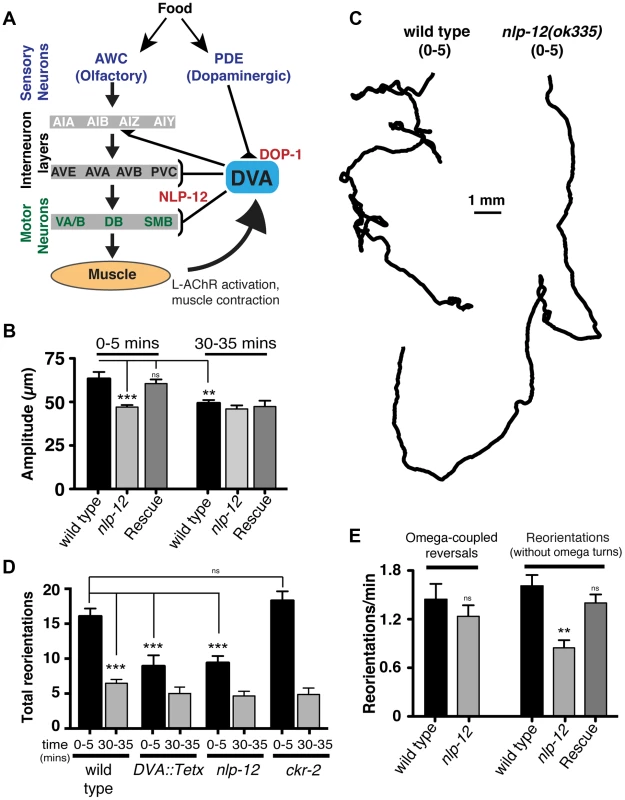 Modulation of body bend depth through NLP-12/CCK signaling is critical for local food searching.