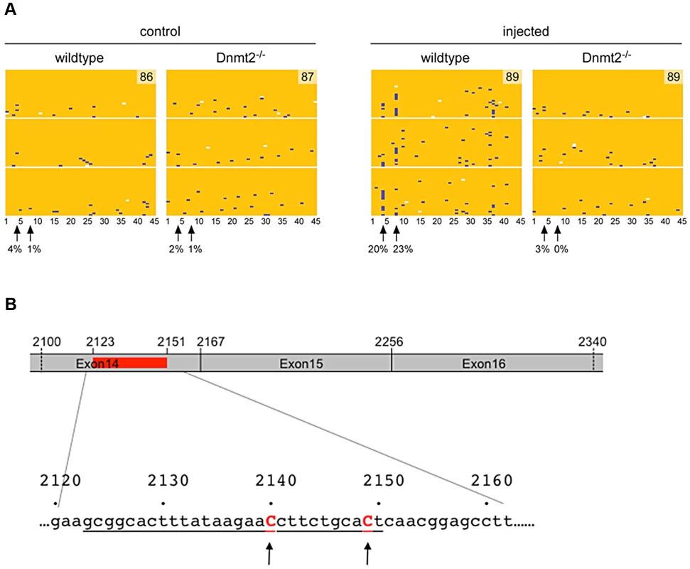 RNA methylation analysis.