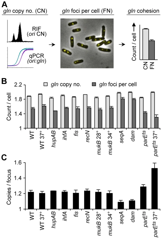 Cohesion in <i>E. coli</i> chromosome structure mutants.