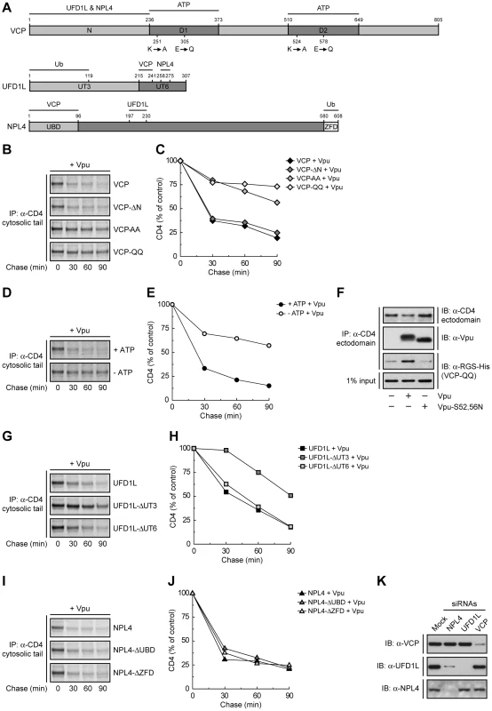 Specific functions for each member of the VCP-UFD1L-NPL4 complex in Vpu-mediated CD4 degradation.