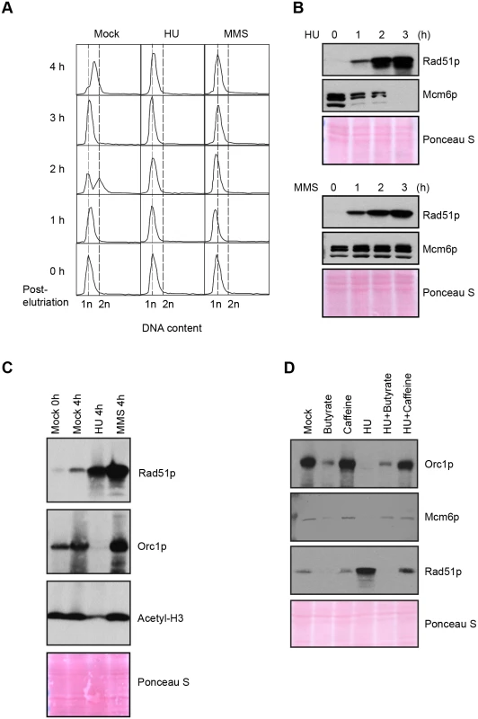 Effect of HU and MMS on pre-RC proteins in G1 treated cultures.